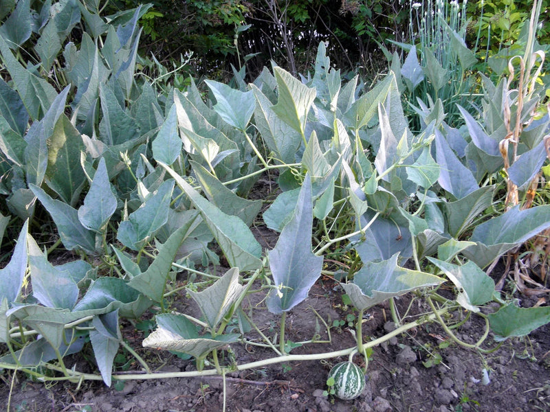 Buffalo (Coyote) gourd - Rare, wild vine, drought resistant, widely adaptable Garden Plants