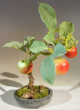 Artificial Apple Bonsai Tree Feng Shui 8" Tall Apples & Round Clay Pot Green Plant