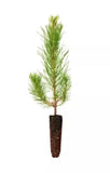 100 Loblolly pine tree containerized seedlings Green Plant