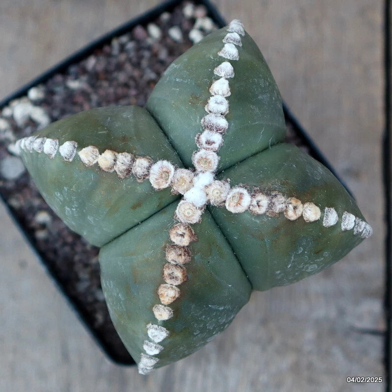 D1935 ASTROPHYTUM MYRIOSTIGMA NUDUM pot12-H17-W13 cm MaMa Cactus Green Plant