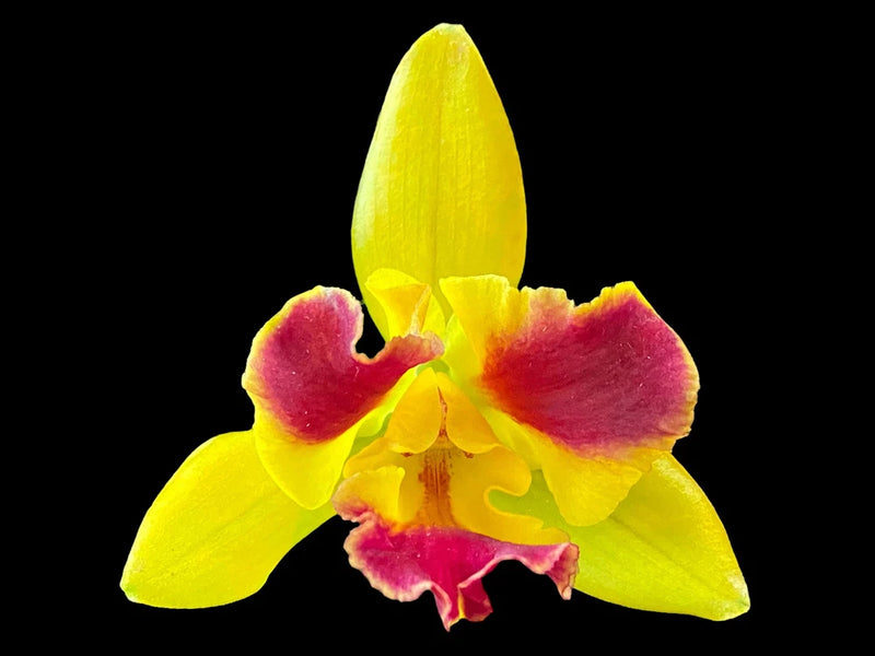 Yellow and magenta orchid flower with ruffled petals