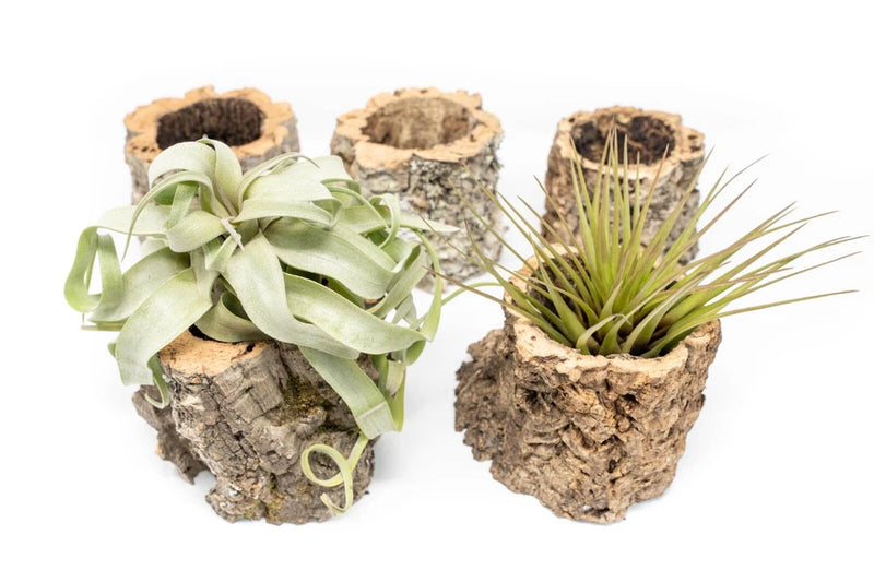 Cork Bark Planters with Assorted Tillandsia Air Plants - Bulk Easy Care Options Green Plant