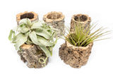 Cork Bark Planters with Assorted Tillandsia Air Plants - Bulk Easy Care Options Green Plant