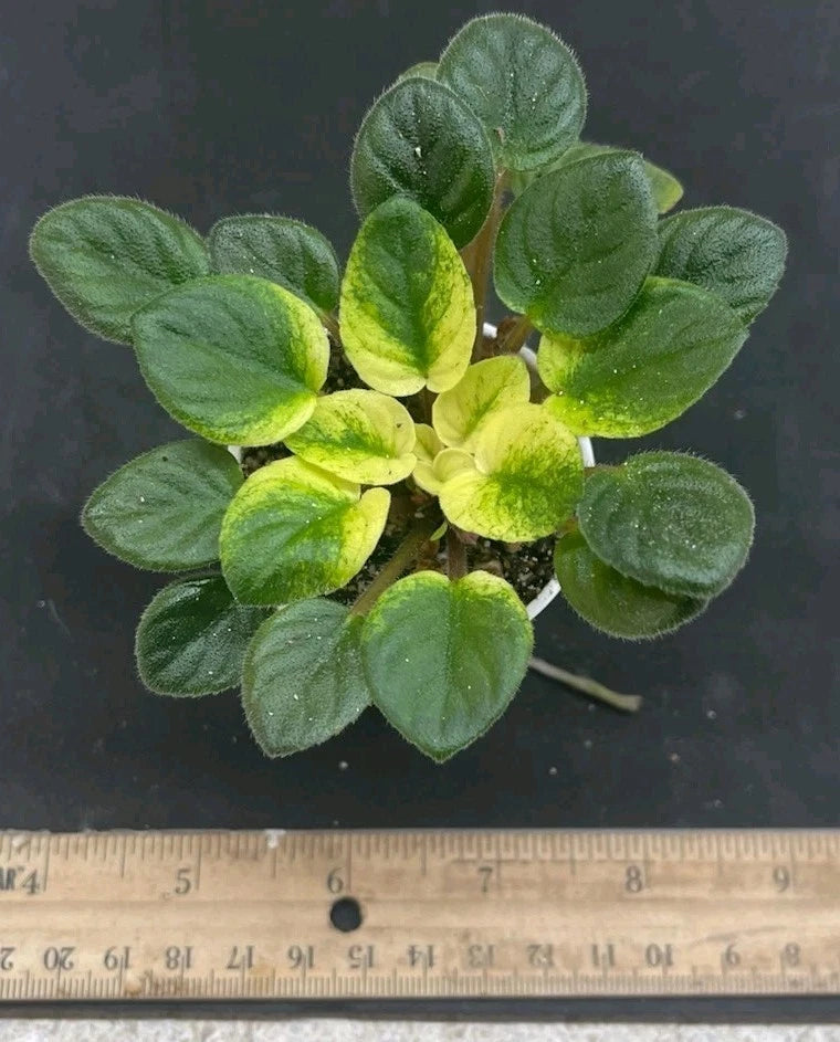 Variegated African violet plant with compact rosette of green leaves