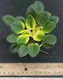 African Violet Plant - Midget Memories ~ Double orchid, mini crown variegated Orchids
