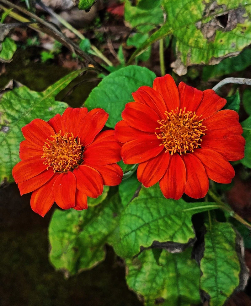 50 MEXICAN SUNFLOWER TORCH Tithonia Rotundifolia Flower Seeds *Flat S/H Flowering Plants