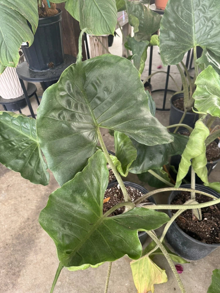 Potted orchid plant with large veined green leaves