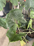 Stingray Plant In Pot Orchids