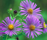 ASTER NEW ENGLAND Symphyotrichum Novae-Angliae - 1,000 Bulk Seeds Garden Plants