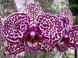 Phalaenopsis Lioulin Wild Cat. IN BLOOM. Orchid Plant Orchids