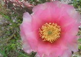 Cold Hardy Prickly Pear Opuntia Cactus Var Nambe Sunrise!!! Flowering Plants