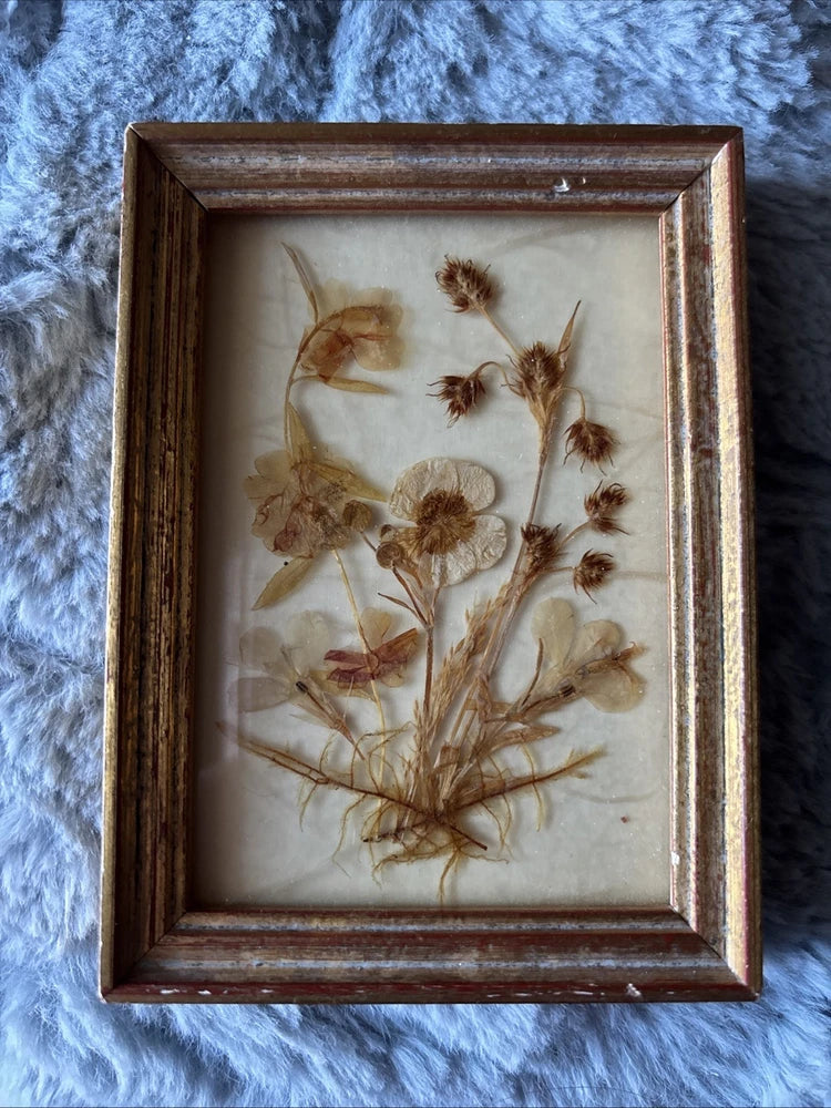 Vintage framed herbarium dried flowers wall hanging with brown botanical specimens