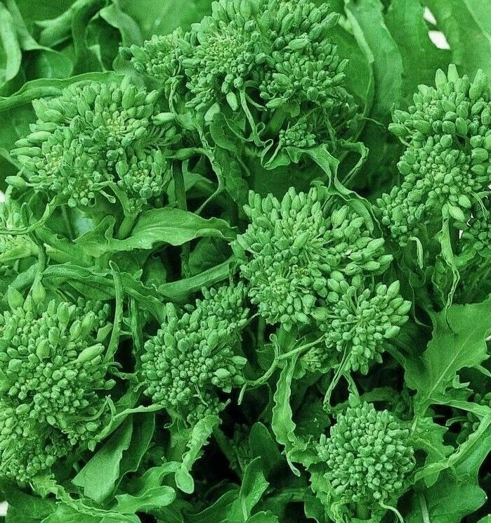 BROCCOLI SEEDS 500+ SPRING RAAB RAPINI garden VEGETABLES NON GMO FREE SHIPPING Garden Plants