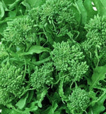 BROCCOLI SEEDS 500+ SPRING RAAB RAPINI garden VEGETABLES NON GMO FREE SHIPPING Garden Plants