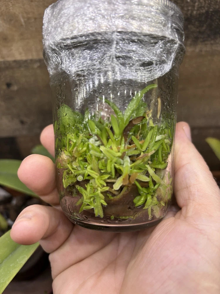 Green orchid sprouts in a clear propagation flask held in hand