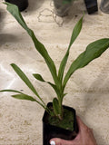 Orchid live Lycaste powellii x Lycaste cruenta - potted Orchids