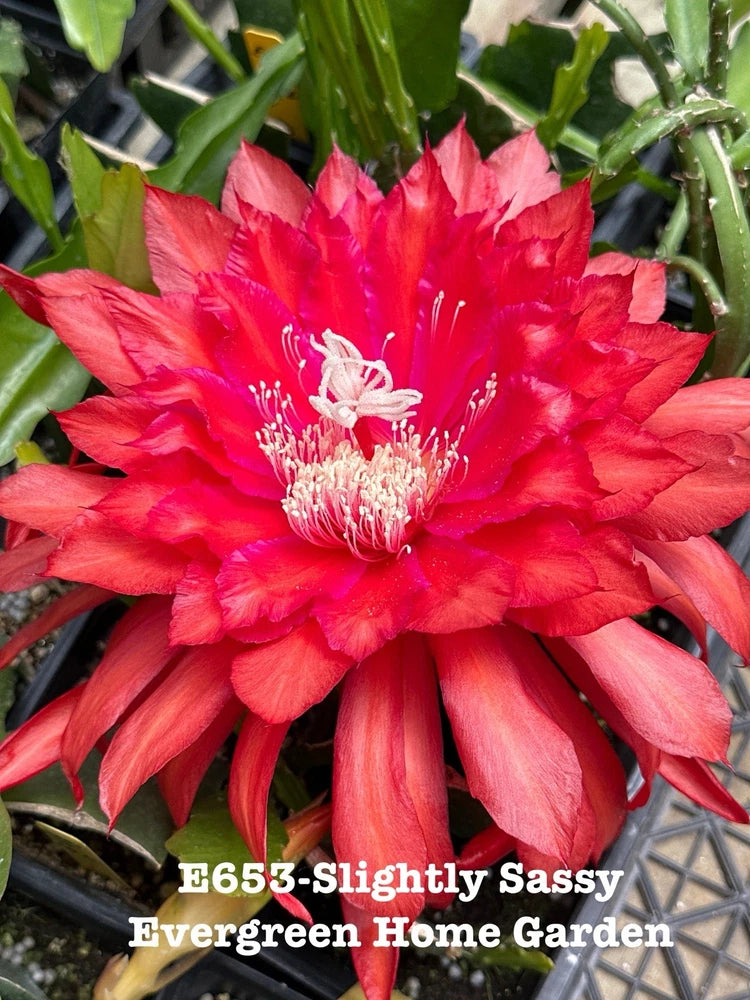 Red orchid cactus flower in a small starter pot with green cactus pads