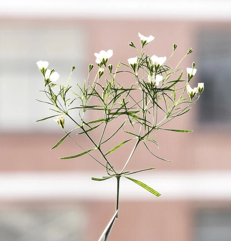 Set of dried tiny white flowers with green stems and leaves