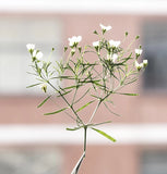 12PCS side Pressed Tiny flower, dyed color white with leaves stem FSS103 #1 Dried Flower
