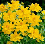 Cosmos Tall Yellow Sulphur Seeds 100 Ct Flower Garden ANNUAL USA FREE S&H Garden Plants