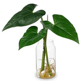 Artificial Tropical Plant in Glass Vase with Faux Water & Pebble - 16.5" Fake... Green Plant