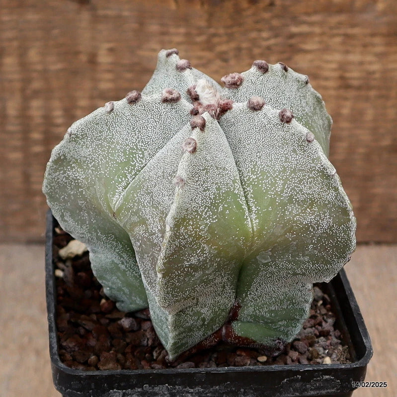 Green astrophytum cactus in black pot, clumping with bumpy surface and small spines