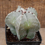 A2236 ASTROPHYTUM MYRIOSTIGMA pot10-H11-W11 cm MaMa Cactus Green Plant