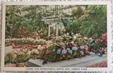 Jewel Box Forest Park Saint Louis Missouri Flowers Lilies Hydrangeas Postcard P2 Hydrangea