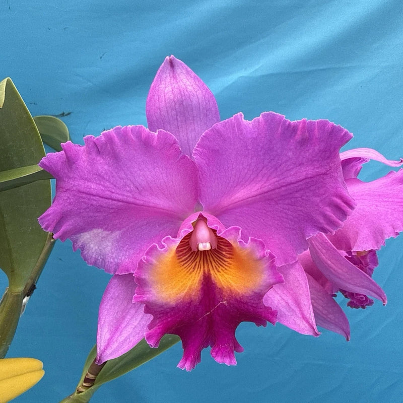 Purple orchid flower with orange-yellow center and ruffled petals