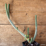 D4727 EUPHORBIA GREENWAY pot10-H34-W22 cm MaMa Cactus Green Plant