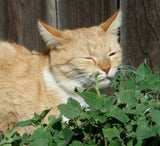 500 CATNIP SEEDS NON - GMO FRESH FRESH HARVEST FOR GARDENS CAT SAYS YUMMY! Garden Plants