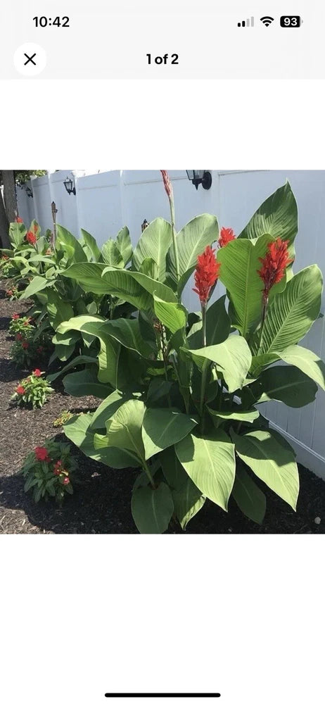 10 Canna Lily Bulbs - Red Giant Lily