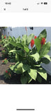 10 Canna Lily Bulbs - Red Giant Lily