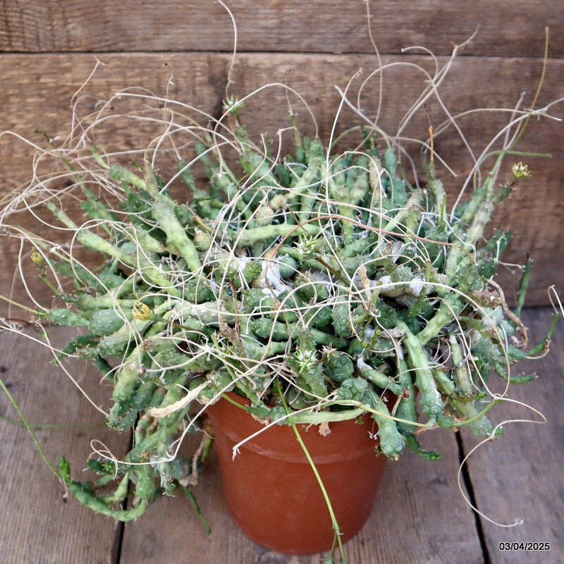 Euphorbia globosa cactus plant in terracotta pot with spiny green stems and long white roots
