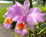 C. Jocasta 4N, Seedling Primary Hybrid, Rare Orchid, Real Houseplant Plant Orchids