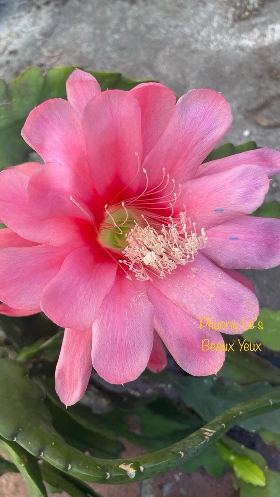 Pink orchid cactus flower with prominent stamens in full bloom