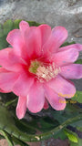 Epiphyllum Orchid Cactus 