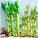 Lucky Bamboo 30 Plants - 4" 6" 8" wholesale, 10 Plants each size, Free Gold Wire Green Plant