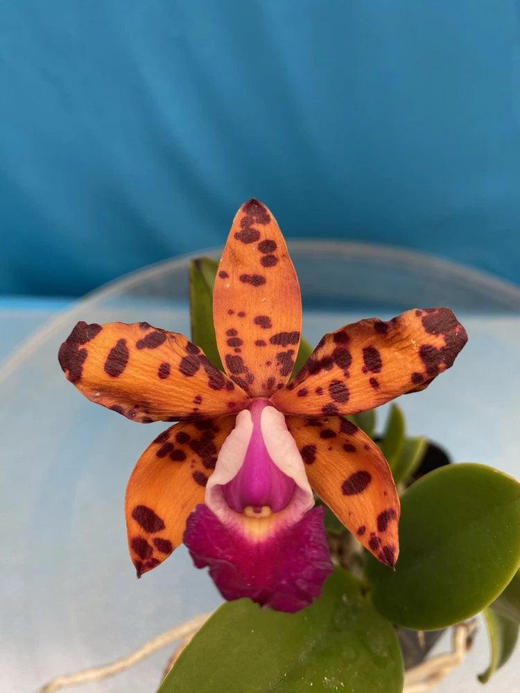 Potted orchid with orange-brown spotted petals and purple center, green leaves