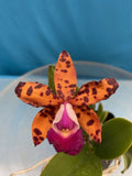 Cattleya Dale Ott X Cattleya Terry's Spots White Orange Spots Purple NBS 2Ó Pot Orchids