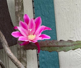 GORFEOUS 10"  SPECIMEN PLANT Epiphyllium Orchid Cactus HOKUS POKUS Orchids