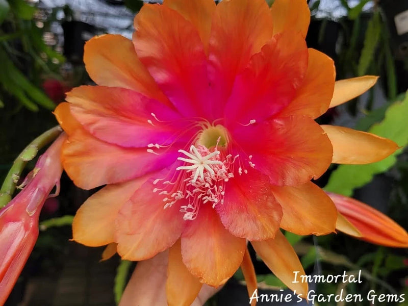 Epiphyllum orchid cutting with large orange-pink flower bloom
