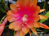 Epiphyllum Immortal Unrooted Cuttings - 8 to 10 inches long Orchids