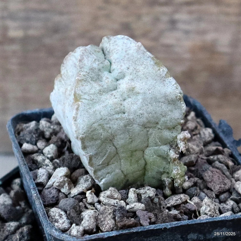 D7559 WITHESLOANEA CRASSA pot7-H6-W5 cm MaMa Cactus Green Plant