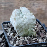 D7559 WITHESLOANEA CRASSA pot7-H6-W5 cm MaMa Cactus Green Plant