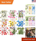 167 Pcs Real Dried Pressed Flowers Natural Dried Flowers Colorful Daisy Mixed... Dried Flower