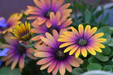 200+ Purple & Yellow Cape Daisy Seeds for Garden Planting - USA - FREE SHIPPING! Garden Plants