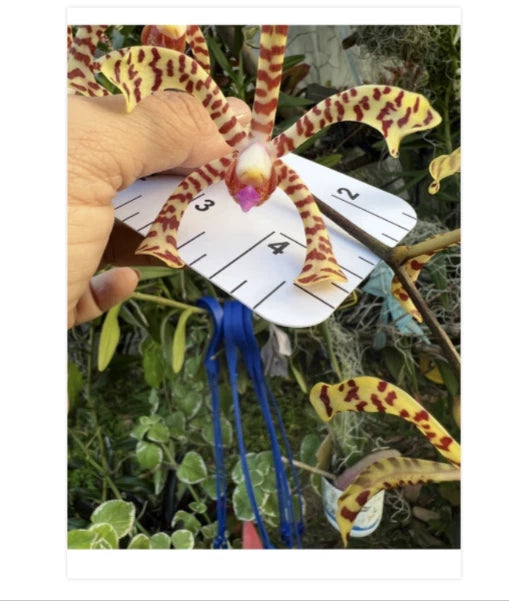 Vanda orchid with yellow and red speckled star-shaped petals on a potted plant