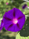 100 GRANDPA OTT MORNING GLORY Ipomoea Purpurea Flower Vine Seeds Flowering Plants