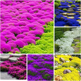 10000+ Mix Creeping Thyme Seeds Wild Creeping Thyme Seeds for Planting Garden Plants